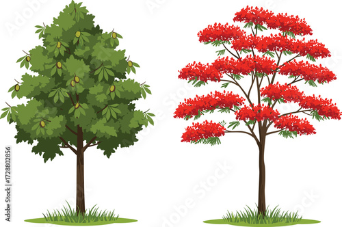 tree, foliage, blossom, seasonal, fruit, flowering, chestnut, flame, poinciana, nature, landscape, vector, illustration, green, red, trunk, contrast, growth, concept, flora, comparison