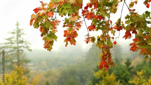 autumn tree branches in the wind 4k 25fps video