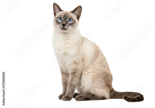 Isolated Siamese cat with blue eyes looking directly forward, sitting upright indoors