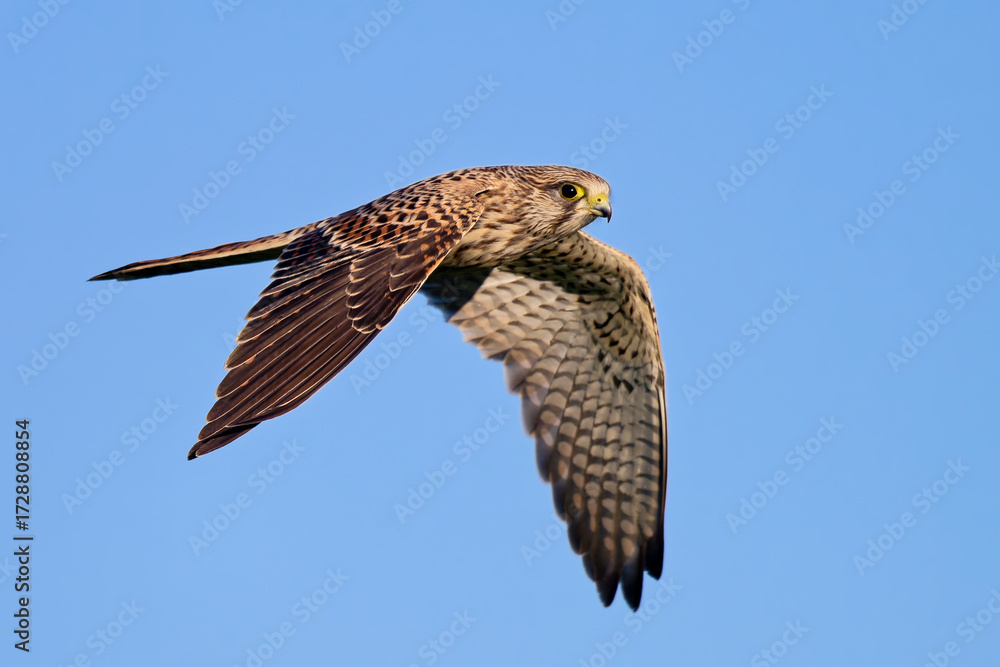 Fototapeta premium Turmfalke auf der Jagd
