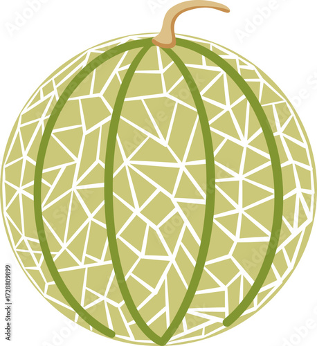 cute whole cantaloupe melon fruit vector illustration 