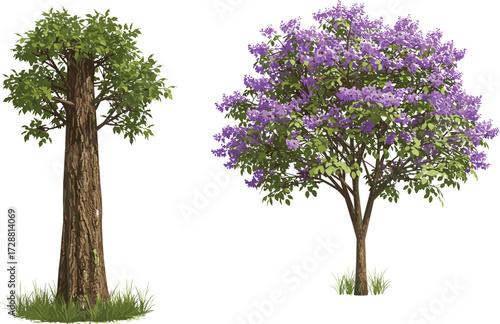 Tree comparison illustration, green foliage and purple flower trees side by side with grassy base, cad drawing flat vector illustration