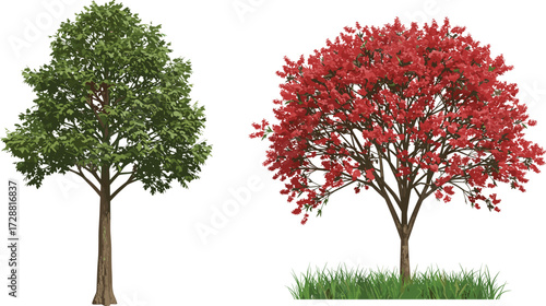 Tree comparison illustration, green foliage and red leaf trees side by side with grassy base, cad drawing flat vector illustration
