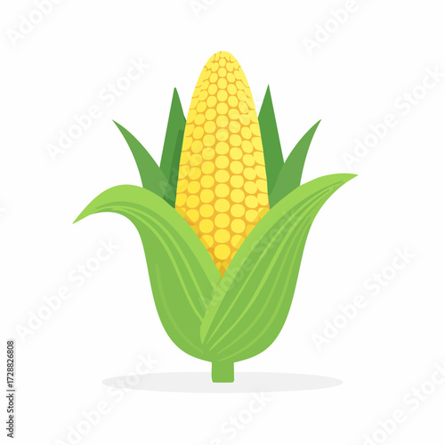 Corn on the cob isolated on white background illustration