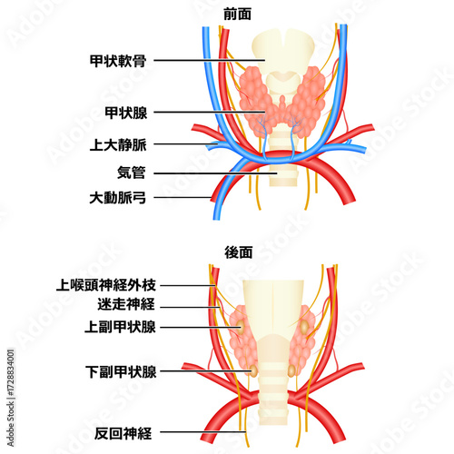 甲状腺の構造