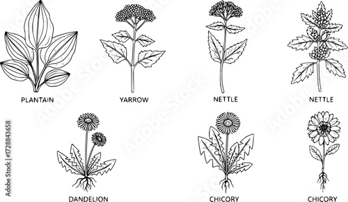 
Detailed linear drawings of medicinal herbal plants: plantain, yarrow, nettle, dandelion, and chicory