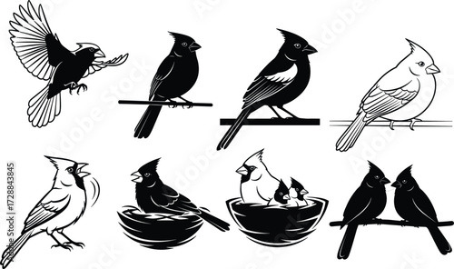 Cardinal bird illustration, flying cardinal, perched cardinal, singing bird, nesting cardinal