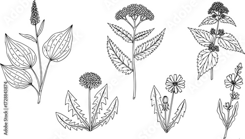 
Detailed linear drawings of medicinal herbal plants: plantain, yarrow, nettle, dandelion, and chicory