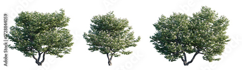 Photos Syringa reticulata 'Ivory Silk' shrub and tree isolated png on transparent backg