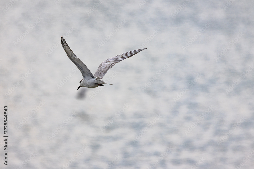Obraz premium Gull-billed tern migratory birds flying in the wetlands of Malaysia