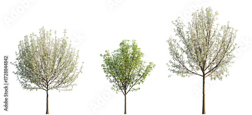 Pyrus nivalis small tree isolated png on a transparent background premium cutout (Snow Pear or Austrian Snow Pear)