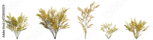 Tableau sur toile Lindera benzoin in Autumn: Golden Leaves