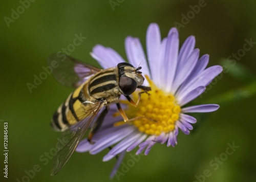 Hoverfly