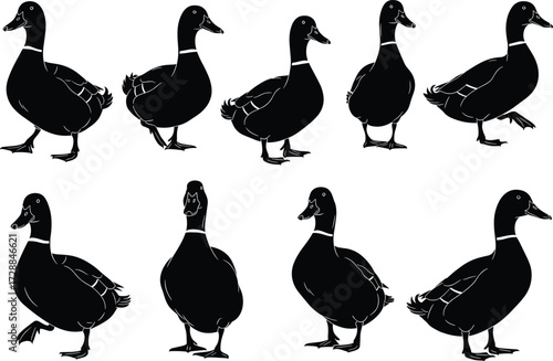 Duck silhouette vector set, black duck poses, wildlife illustration, bird icon collection, nature animal graphics, duck clipart, ornithology design elements