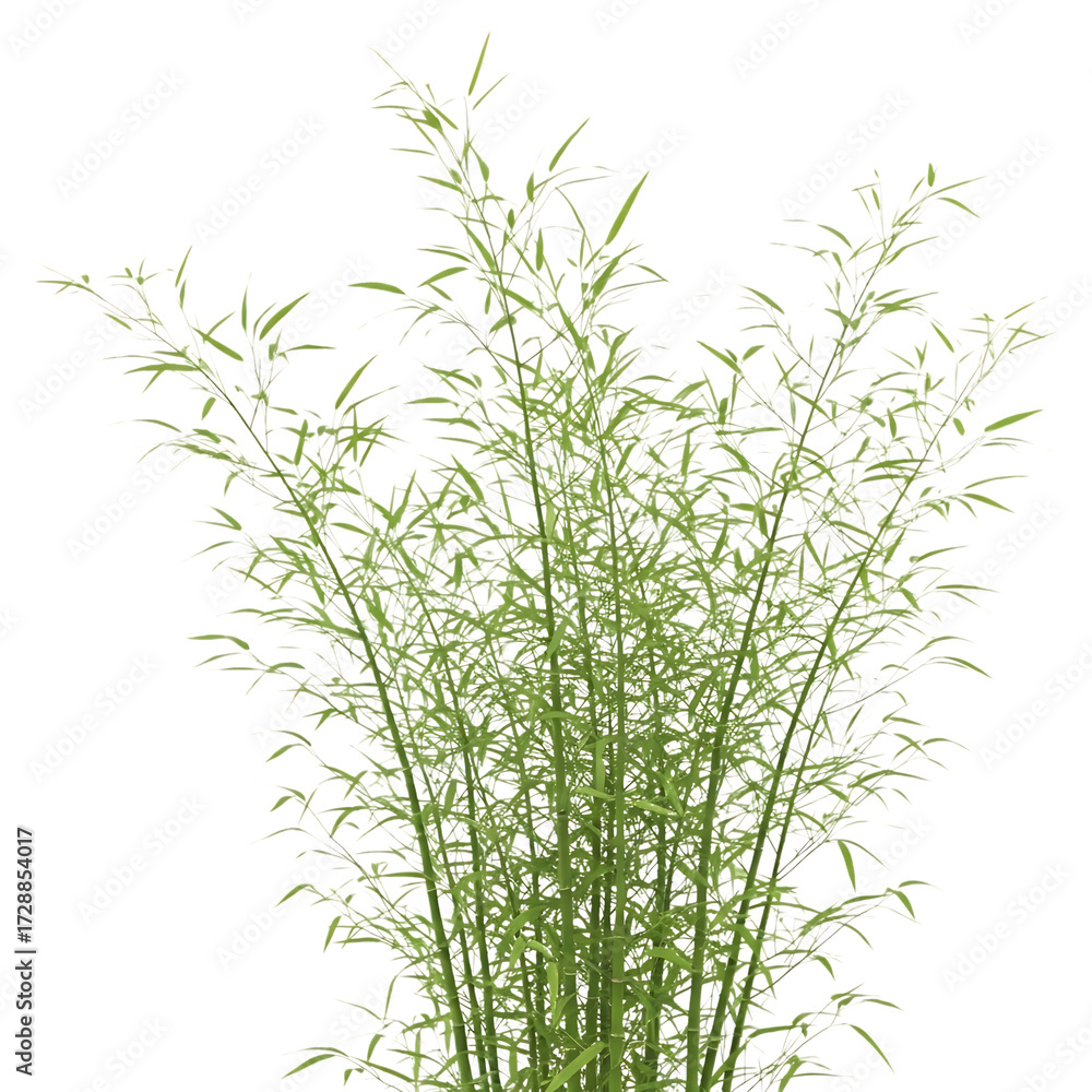 Fototapeta premium Green grass seed heads isolated on transparent background