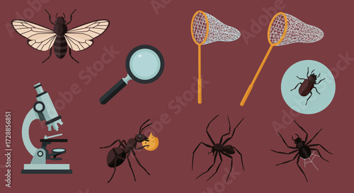 Flat illustration of entomology tools and various insects on a maroon background
