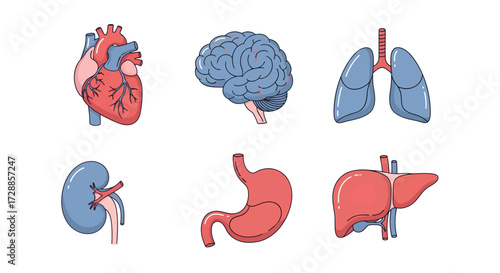 Anatomical illustration of human organs, including the heart, brain, lungs, kidney, stomach, and liver.
