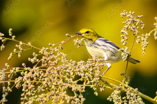 Canvas Print A black-throated green warbler eating seeds during fall migration