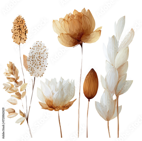 vector illustration, isolate,  dried flowers for crafts  