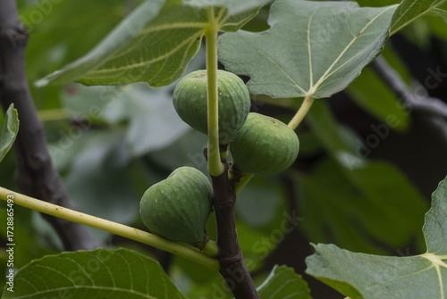 Green figs on tree