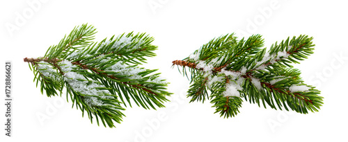 branch of a christmas pine with snow isolated on white