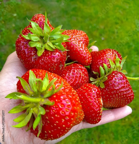 strawberries on the grass