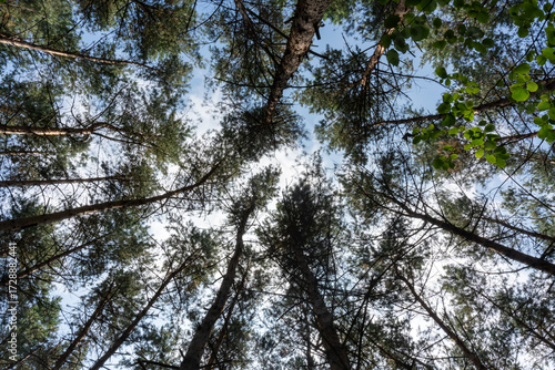 Low angle view looking up at tall pine tree trunks and branches creating natural canopy pattern against cloudy sky. Forest perspective, nature photography and upward woodland view composition.