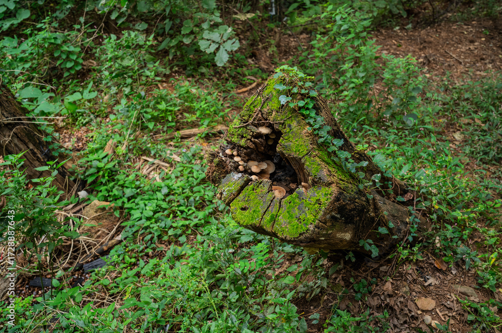 Fototapeta premium 나무 그루터기와 버섯 