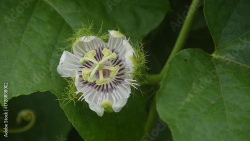 scarlet passion fruit flower or passiflora foetida tropical herb growing in backyard garden