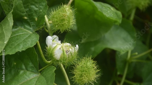 scarlet passion fruit flower or passiflora foetida tropical herb growing in backyard garden