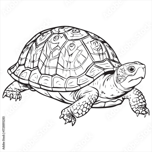turtle on a white background