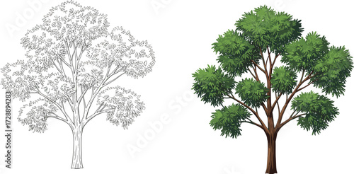 Detailed tree drawing, botanical sketch and colored foliage illustration, natural landscape design, eco friendly concept, CAD drawing flat vector illustration