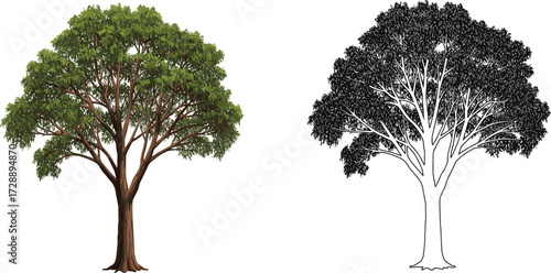 "Realistic tree illustration, silhouette foliage drawing, natural environment design, eco friendly landscape concept, botanical artwork, CAD drawing flat vector illustration