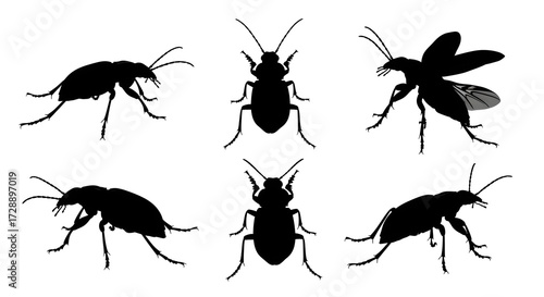 Various beetle silhouettes isolated on white background, showcasing different angles