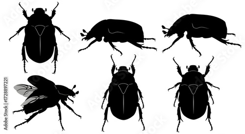 Various scarab beetle silhouettes isolated on white background in different poses