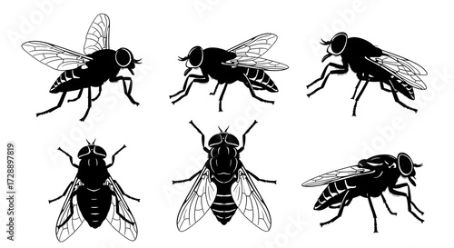 Collection of fly silhouettes isolated on white background in various positions