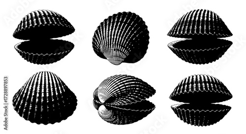 Collection of cockle shell silhouettes isolated on white background in various positions