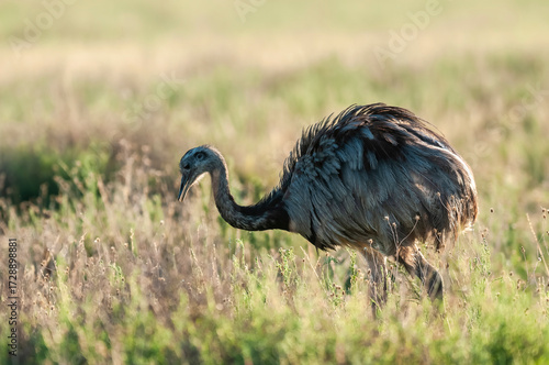 Obraz na plátně Greater Rhea, Rhea americana, La Pampa , Patagonia, Argentina