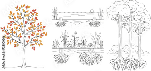 Isolated a kinds of Architectural Drawings, Minimal style cad tree autumn line drawing, Side view, set of section wetland forest outline for landscape design drawing in separate element vector art .