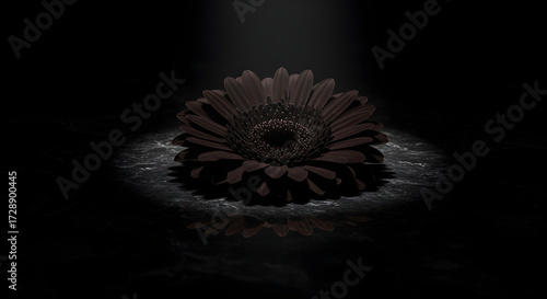 Black Gerbera floating on a mirror-like surface, with dramatic spotlighting. Dark and intriguing