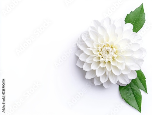 White Dahlia on White Background