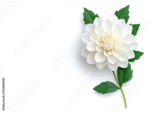 White Dahlia with Green Leaves