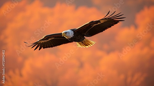 Wallpaper Mural An eagle flying majestically bathed in warm reds, oranges, and yellows Torontodigital.ca