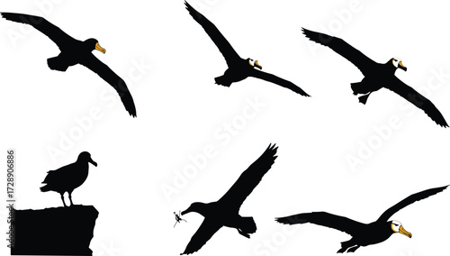 Albatross bird illustration collection, seabird vector artwork, flying ocean bird design, marine wildlife drawing, aquatic animal silhouettes, coastal nature artwork, black white seabird illustration