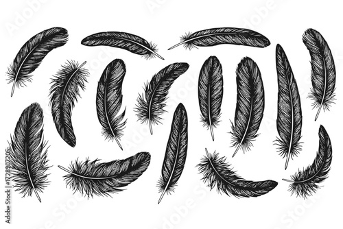 Set of Feather Collection: Intricately Illustrated Black Feathers, Unique Form, Natural Elegance, Artistic Detail, Bird, Freedom, Spiritual, Vector.