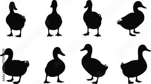 Set of duck silhouettes in different poses, farm bird vector illustration, black duck shapes collection for wildlife and nature design