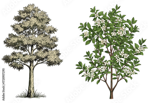Beautiful botanical illustration of flowering tree and blooming shrub, detailed vintage nature drawing, garden plants, floral artwork, natural foliage, botanical sketch