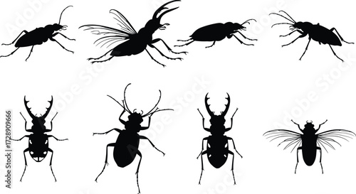 Beetle silhouette collection, insect vector illustration, stag beetle design, crawling bug artwork, wildlife insect icon, entomology graphic, flying beetle silhouette, nature bug drawing set