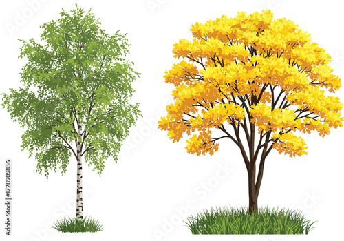 Birch and autumn tree illustration, seasonal foliage contrast, green and yellow leaves, botanical diversity artwork, nature design, realistic texture, landscape concept