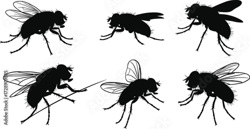 Black fly silhouettes isolated on white background, detailed insect illustration, common housefly vector, pest control concept, entomology drawing, flying bug collection
